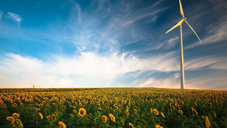 Windenergieanlge im Sonnenblumenfeld