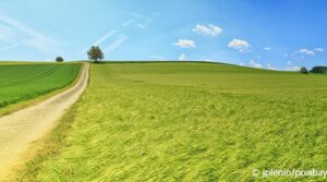 Ackerlandschaft mit Getreide und Baum