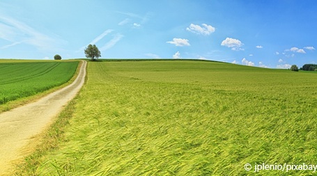 Ackerlandschaft mit Getreide und Bäumen im Hintergrund