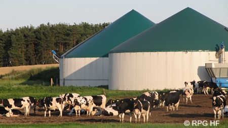Biogasanlage mit Kühen im Vordergrund